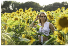 Ein Meer aus Sonnenblumen
